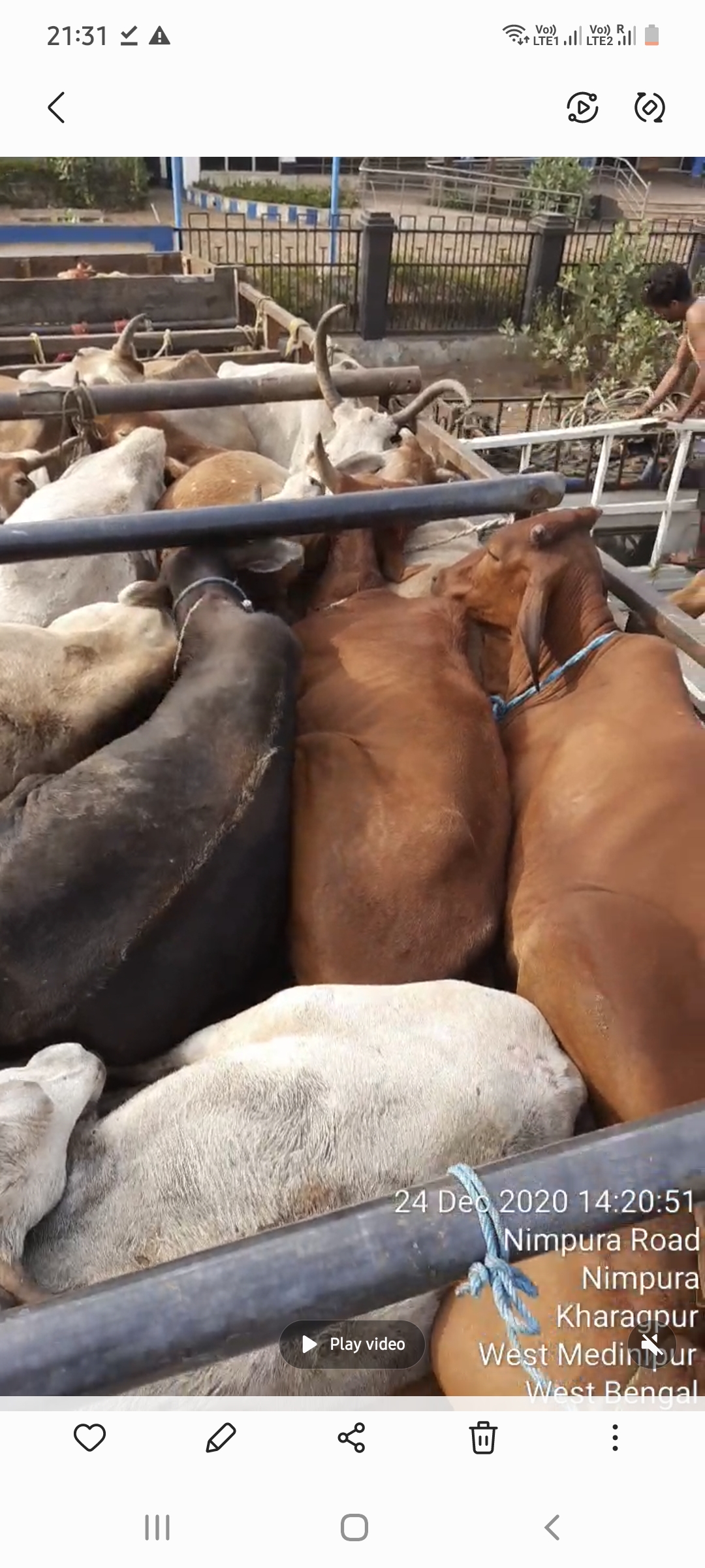 LawBeat | [Illegal Cattle Transport] Tripura High Court calls for mass  awareness, strict adherence of Prevention of Cruelty to Animals Act